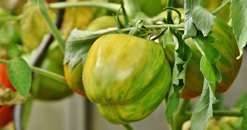 virus-rugoso-tomate