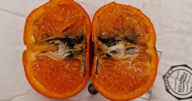 La letal plaga, más cerca: detectan la falsa polilla en un cargamento de fruta procedente de Marruecos