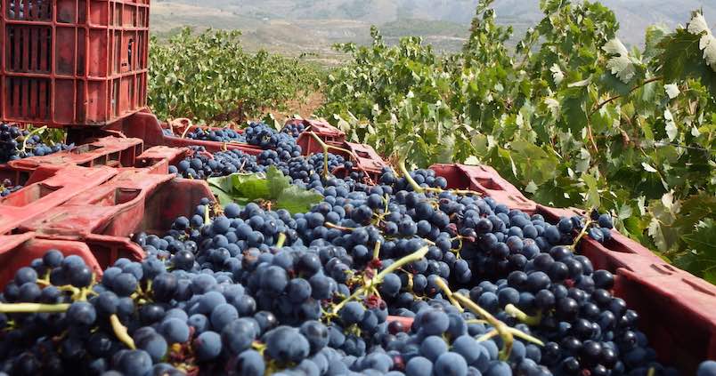 Vinos de excelente calidad en Almería tras una vendimia lastrada por la sequía