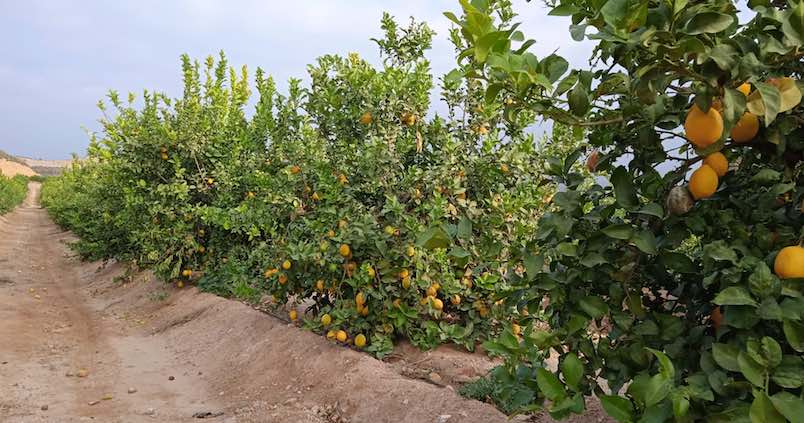 naranjas-recur-almeria