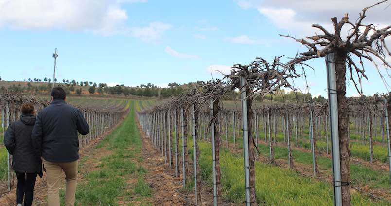 Microalgas para mejorar la producción vitivinícola: así es el novedoso proyecto ‘Algavid’