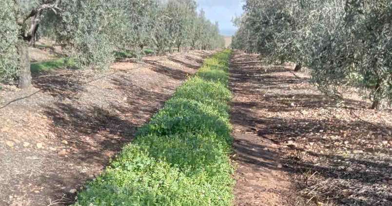 cubierta-vegetal-oli2