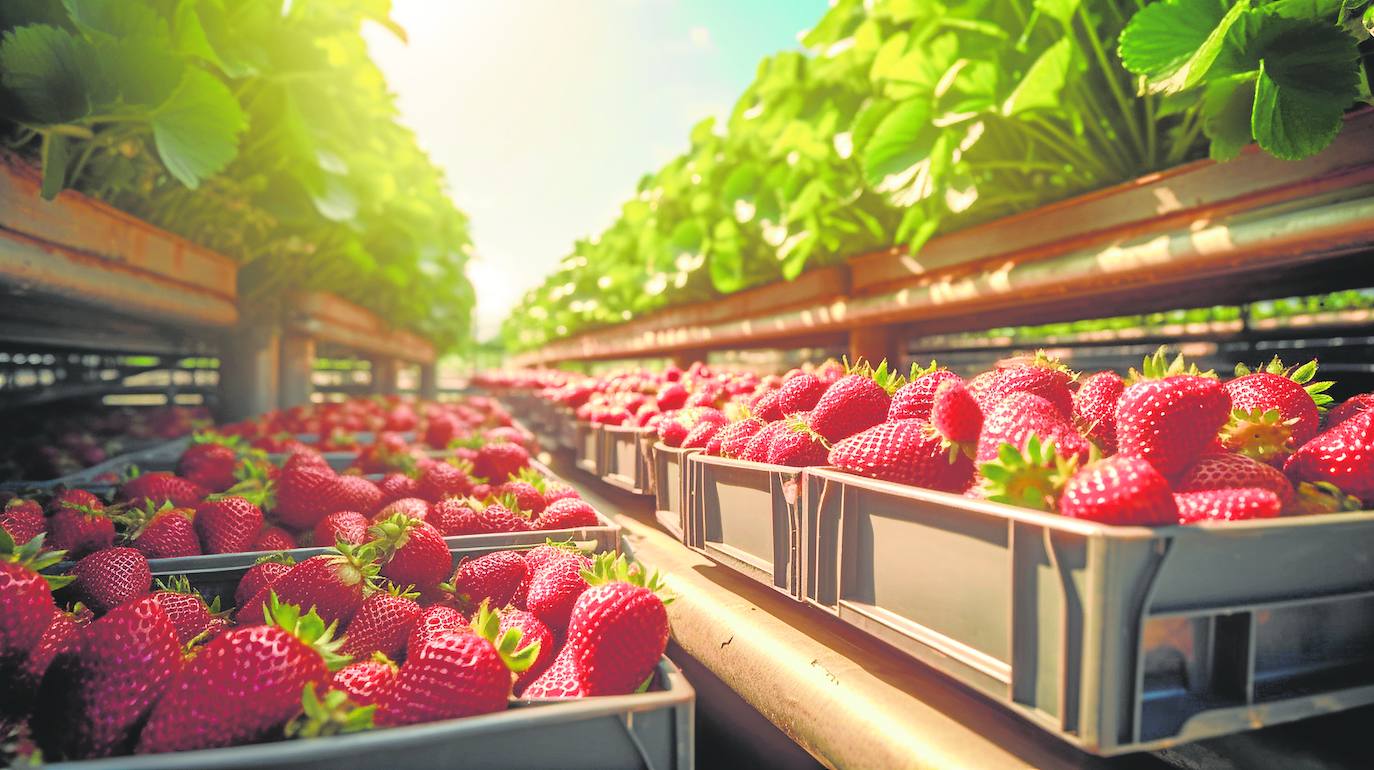 La partida de fresa marroquí con hepatitis alarma al sector agrícola de Andalucía