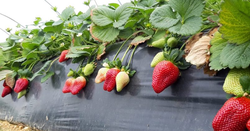 El ‘tridente’ ganador en Huelva: estas son las variedades de fresa más producidas esta campaña