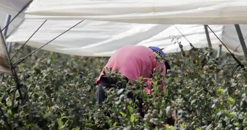 La campaña de riego 2024, pendiente de recuperar, al menos, los 1.000 hectómetros cúbicos de agua de la CHG
