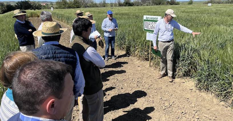 Trigo duro y cebada, los cereales que más aumentarán su producción según los expertos