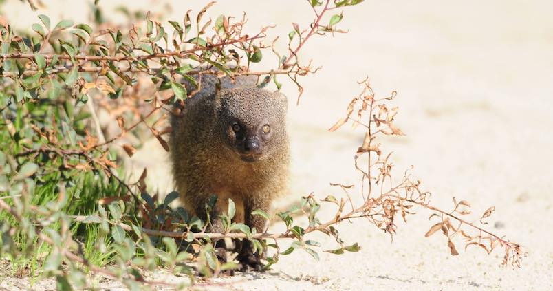 El meloncillo podrá cazarse en las fincas y cotos de Andalucía que acrediten daños