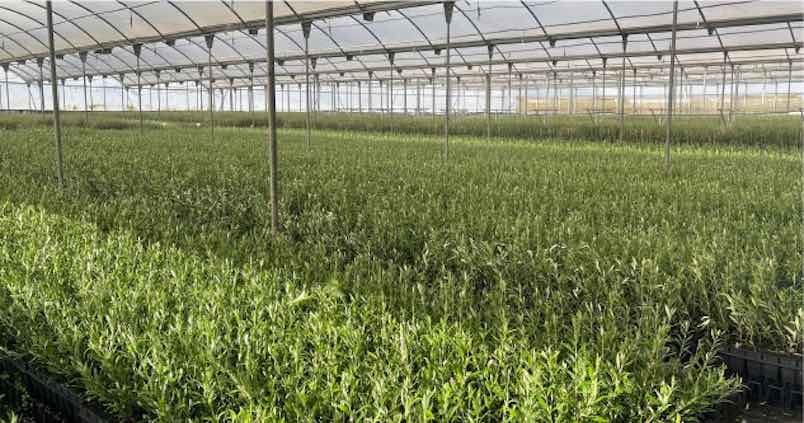 Viveros saturados y lista de espera: no hay plantones de olivo para abastecer la demanda