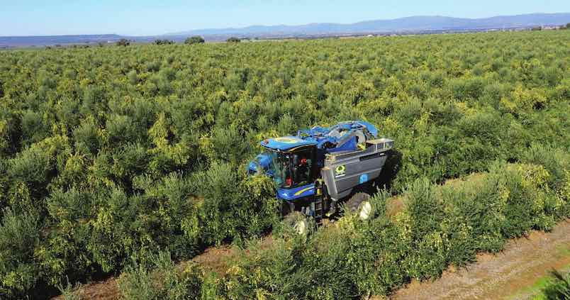 El olivar en seto, más rentable que el sistema superintensivo