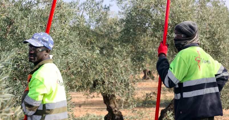 Asaja pide revisar el sistema: «No tiene sentido que no haya mano de obra y gente cobrando el subsidio agrario»