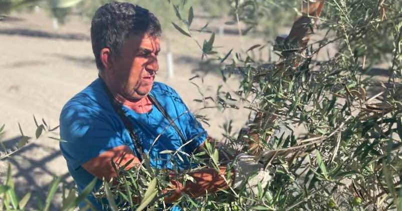 verdeo-pasada-campana