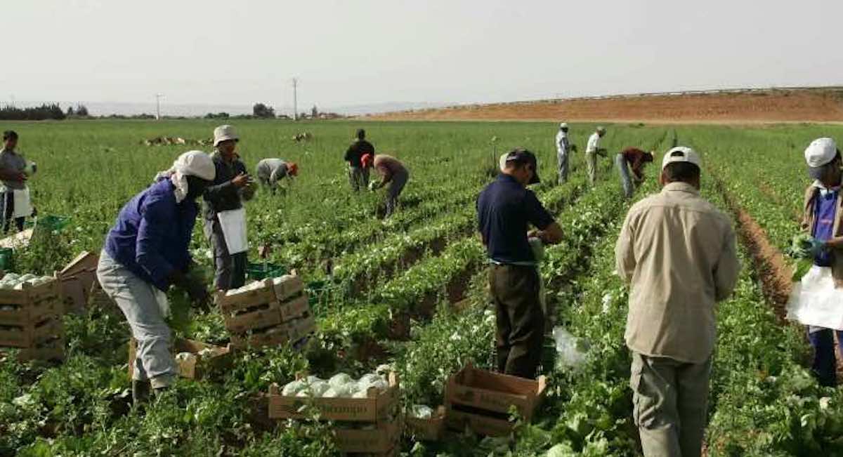 Asaja Sevilla y CCOO lanzan una campaña sobre el arraigo para solucionar la falta de mano de obra