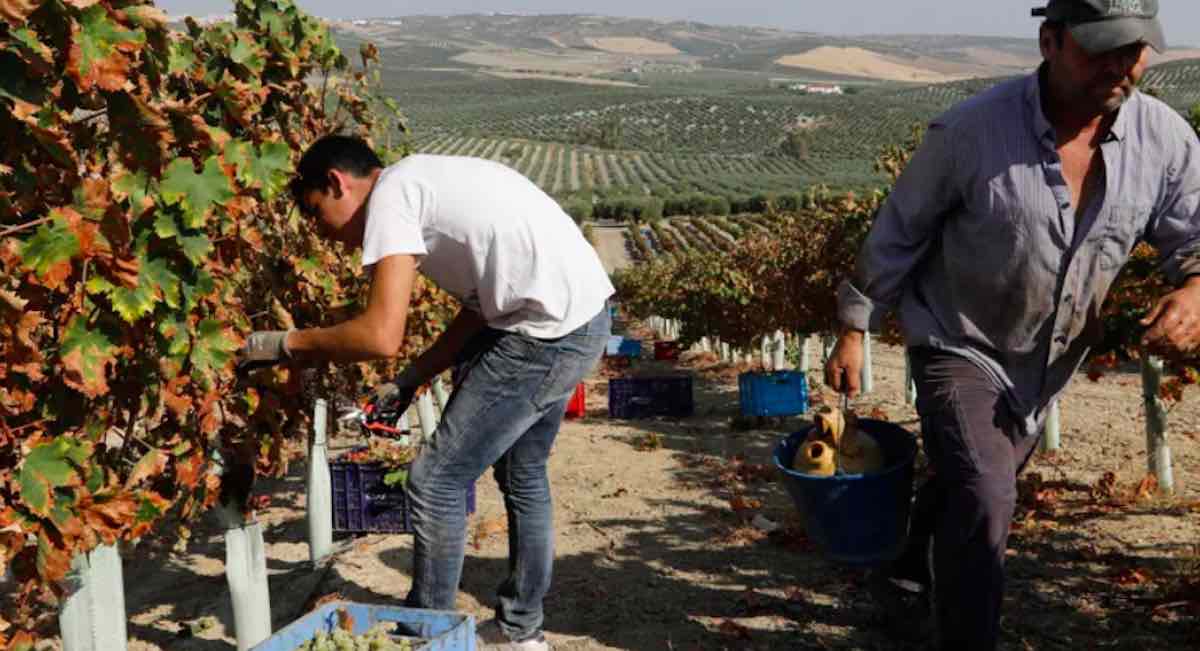 Fin de la vendimia en Montilla-Moriles: cosecha corta, de calidad excelente y precios un poco más altos