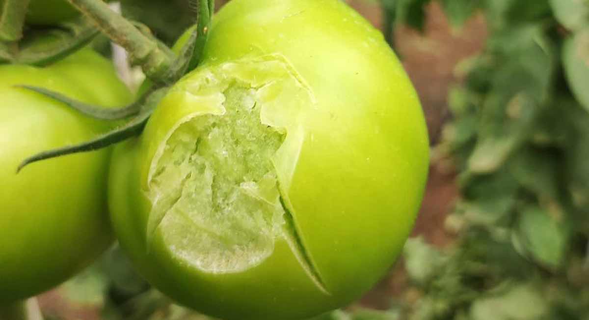 Los agricultores de 69 municipios andaluces podrán acogerse a las ayudas por la DANA