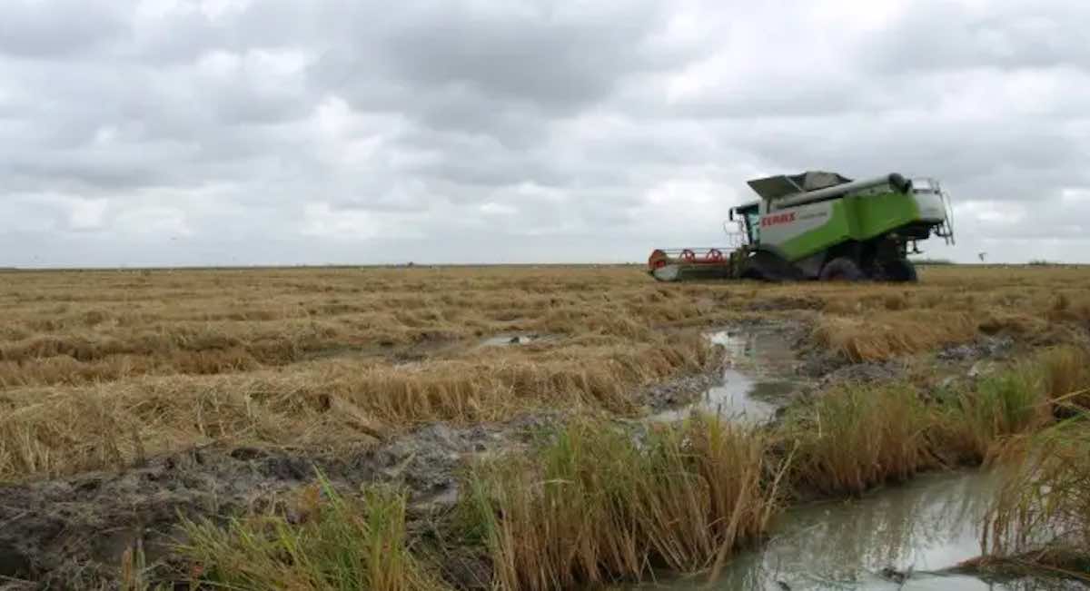 recoleccion-arroz-sevilla