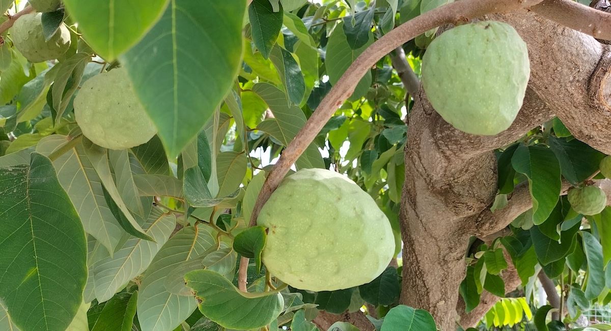 chirimoya-granada-do