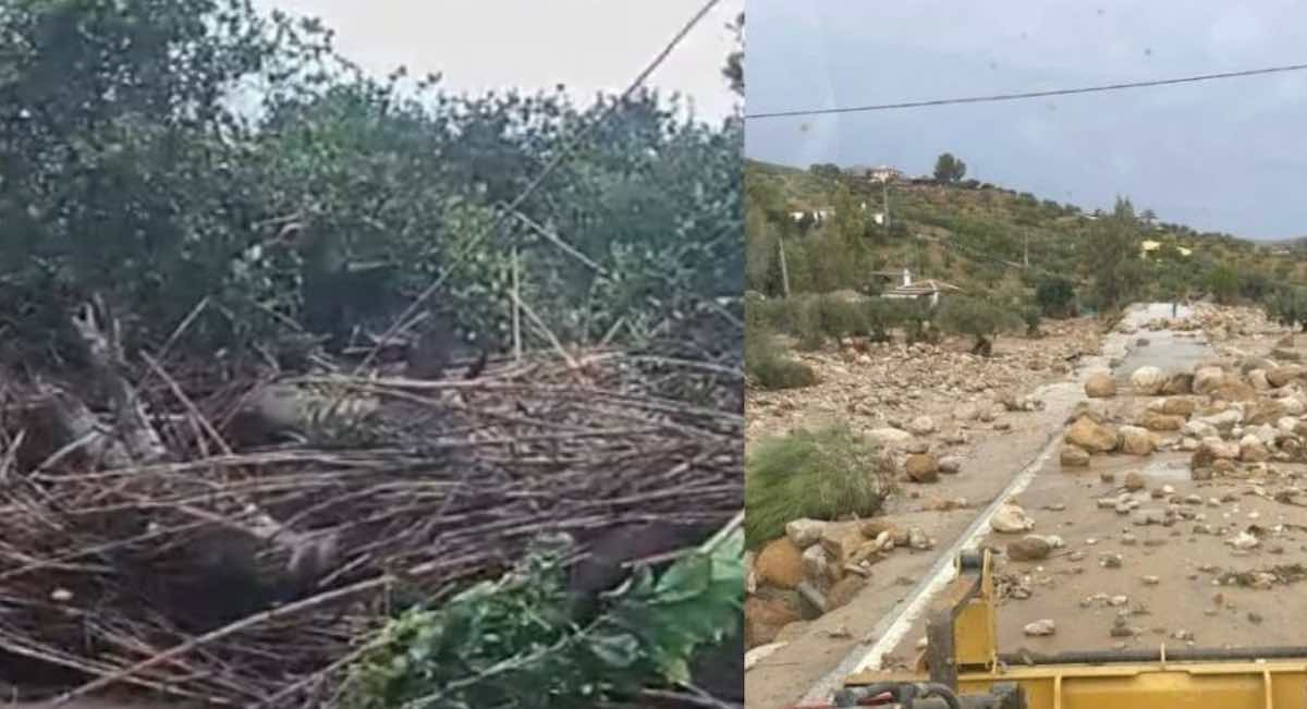 La Junta activa ayudas para las 14.000 hectáreas dañadas por la DANA en Andalucía
