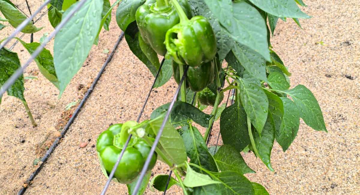 El sector agrario almeriense, ante las consecuencias de la DANA: «Hacen falta 200 millones en ayudas»