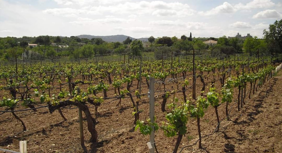 vinedos-marcelino-serrano