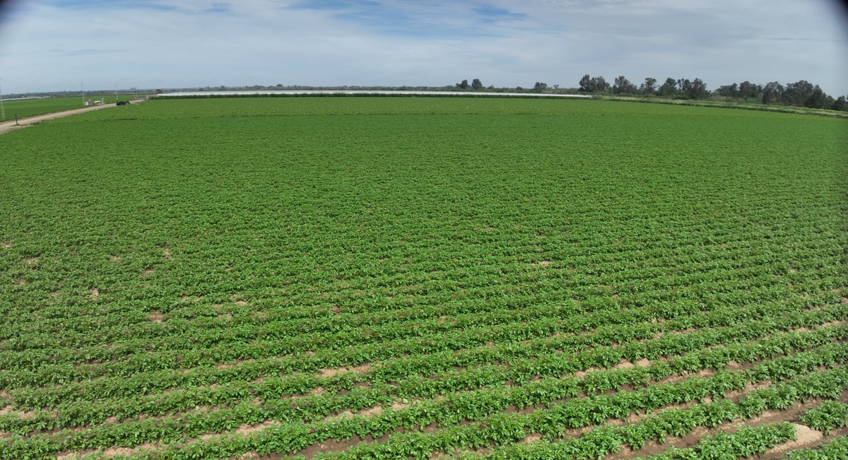 cultivo-patatas-dron