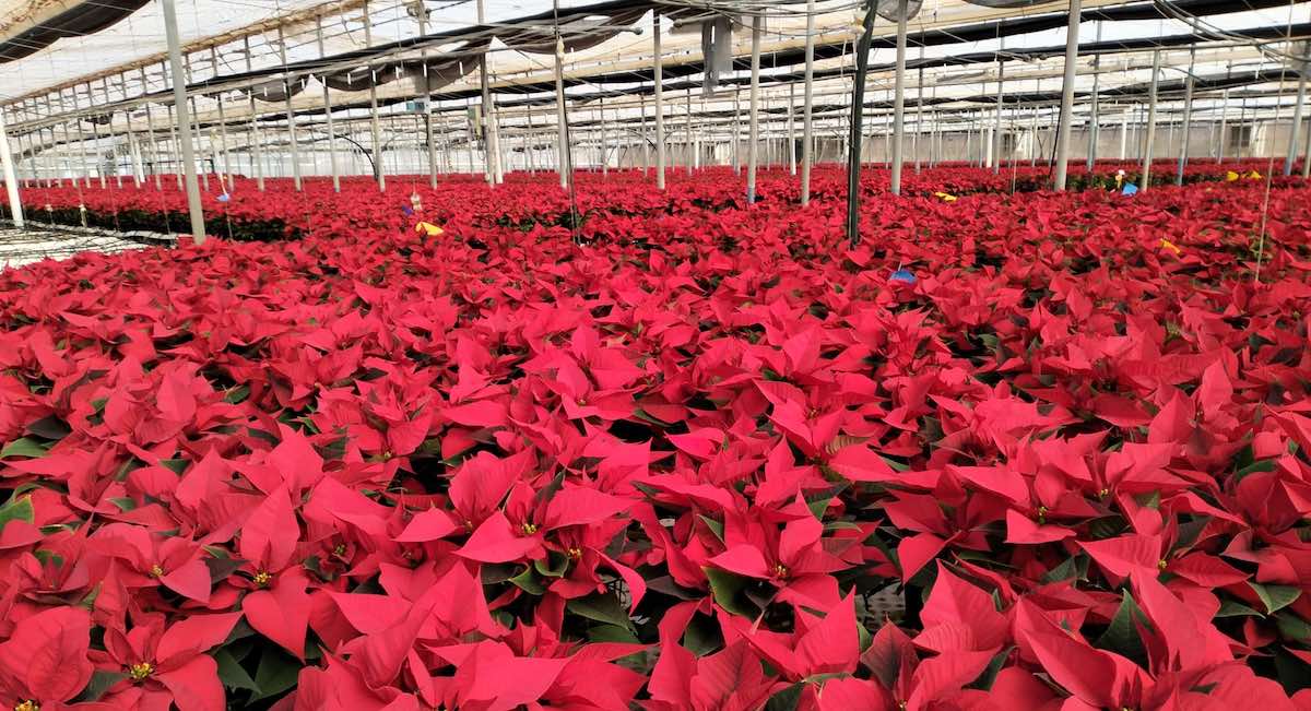 Almería lidera la producción de Flor de Pascua, con 3,5 millones de unidades