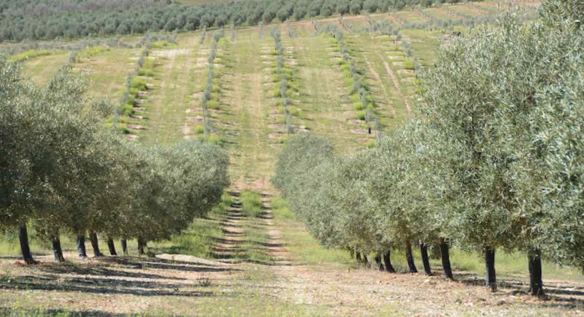 Asaja exige al Gobierno que active las ayudas extraordinarias al olivar y al viñedo