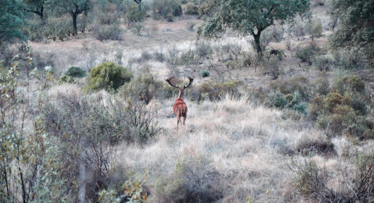 La carne de caza quiere recuperar protagonismo en Andalucía