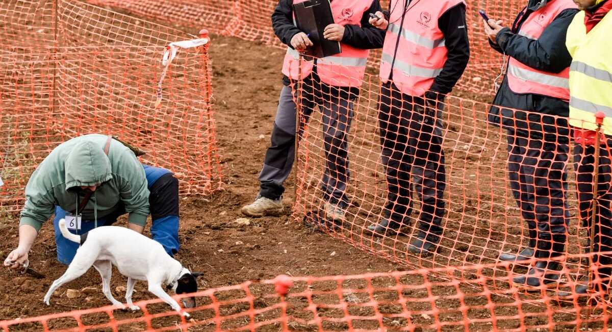 El Concurso Nacional de Caza de Trufa más grande de España abre inscripciones para su VI edición