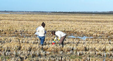 Un avance sostenible en los arrozales de Doñana