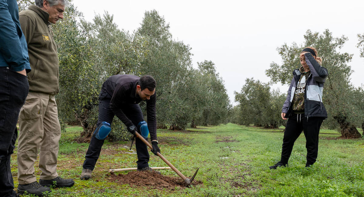 c-olivar-reportaje (1) (1)
