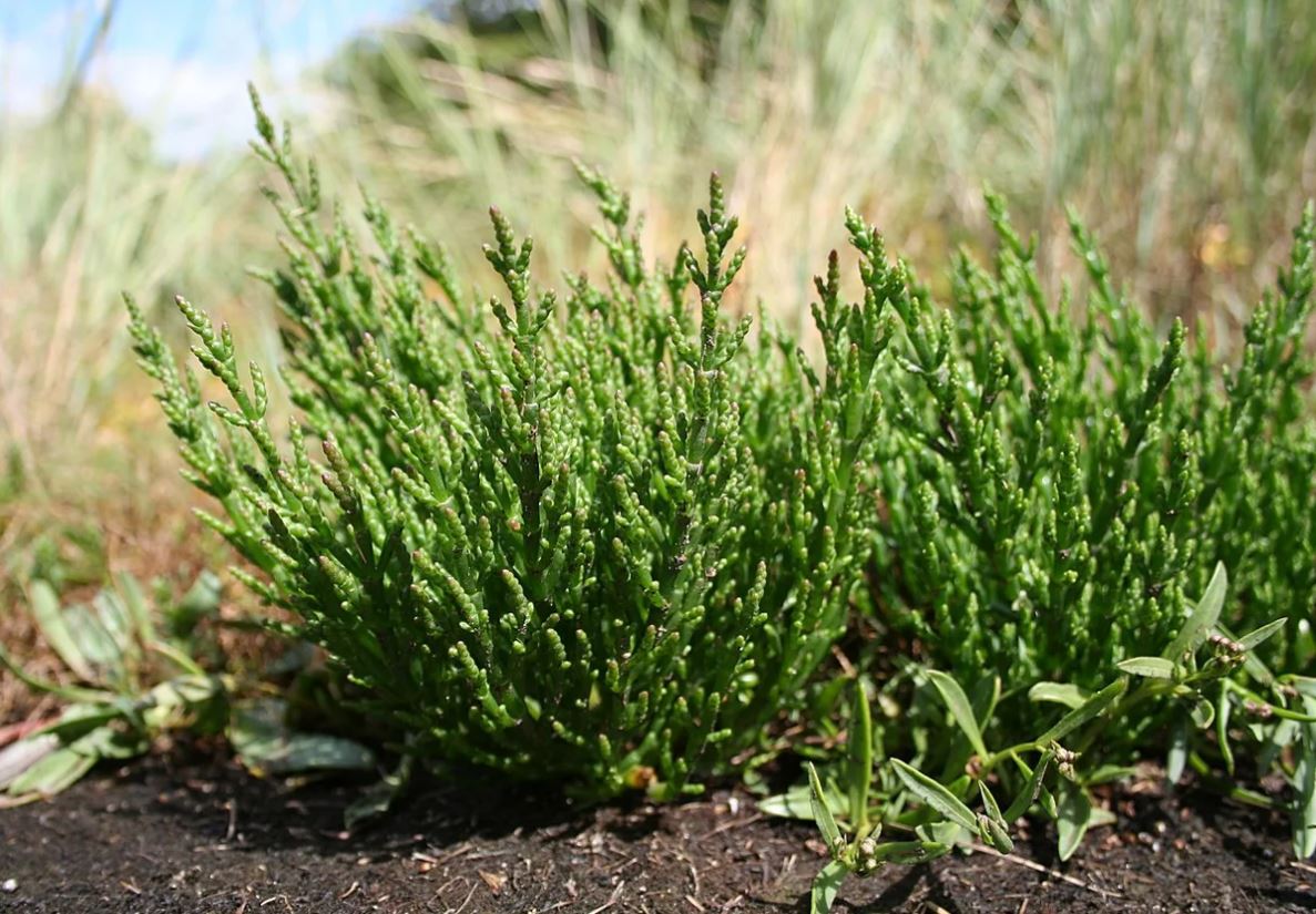 Qué es la salicornia y cuáles son los beneficios de incluir esta planta en tu dieta