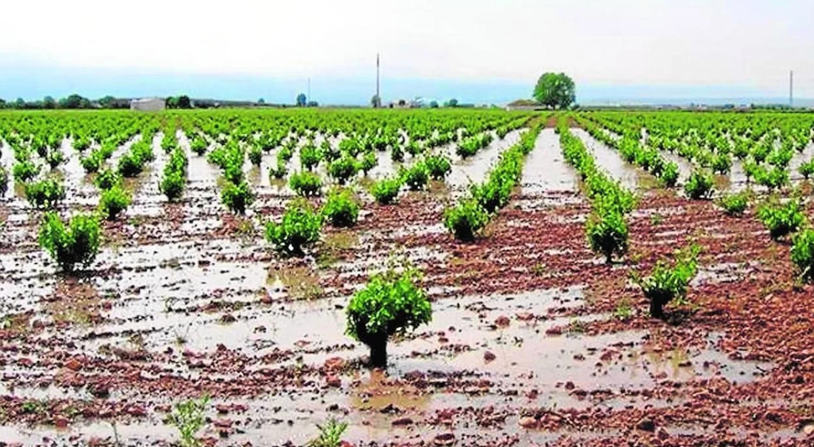 Balance de los efectos de las lluvias en los cultivos andaluces: un alivio hídrico que enfrenta desafíos fitosanitarios y daños en la producción