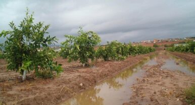 La Junta da luz verde a las ayudas al campo por el tren de borrascas: todos los importes y requisitos