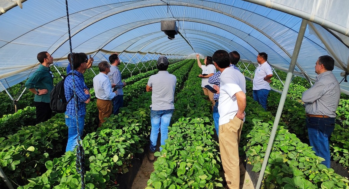 demofarm-proyecto-fresas