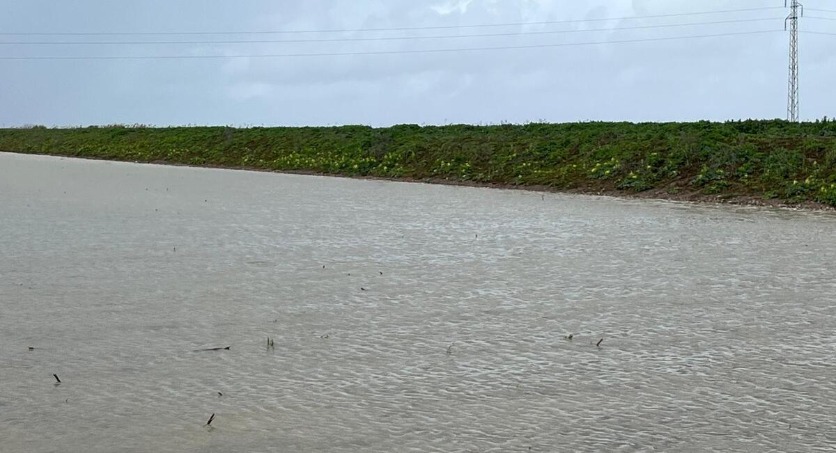 El arroyo de Las Pájaras vuelve a inundar cultivos en Trajano y agrava la crisis agraria
