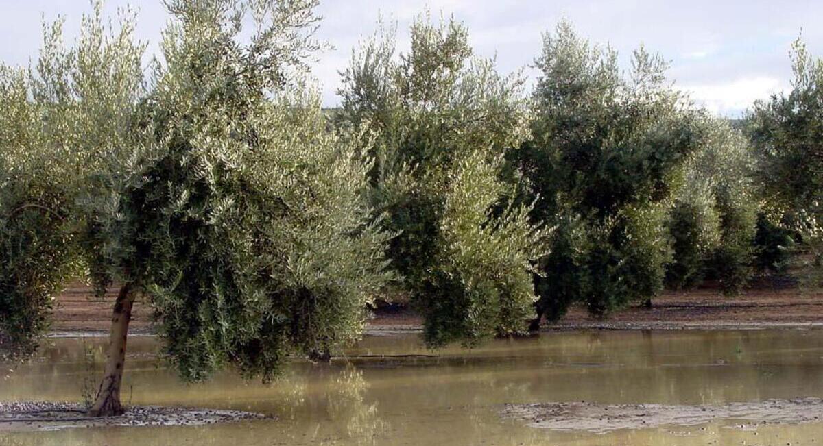 Las lluvias en Andalucía dañan los cultivos y favorecen enfermedades fitosanitarias