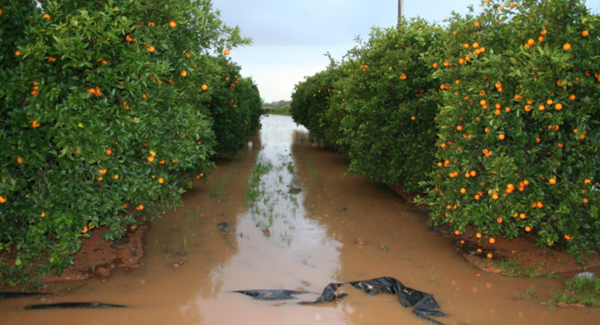 Los cultivos andaluces continúan enfrentando pérdidas por las lluvias, pero la situación mejora para pastos y acuíferos