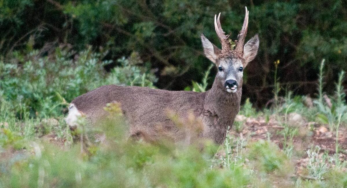La carne de temporada rica en hierro y baja en grasas que debes incluir en tu dieta