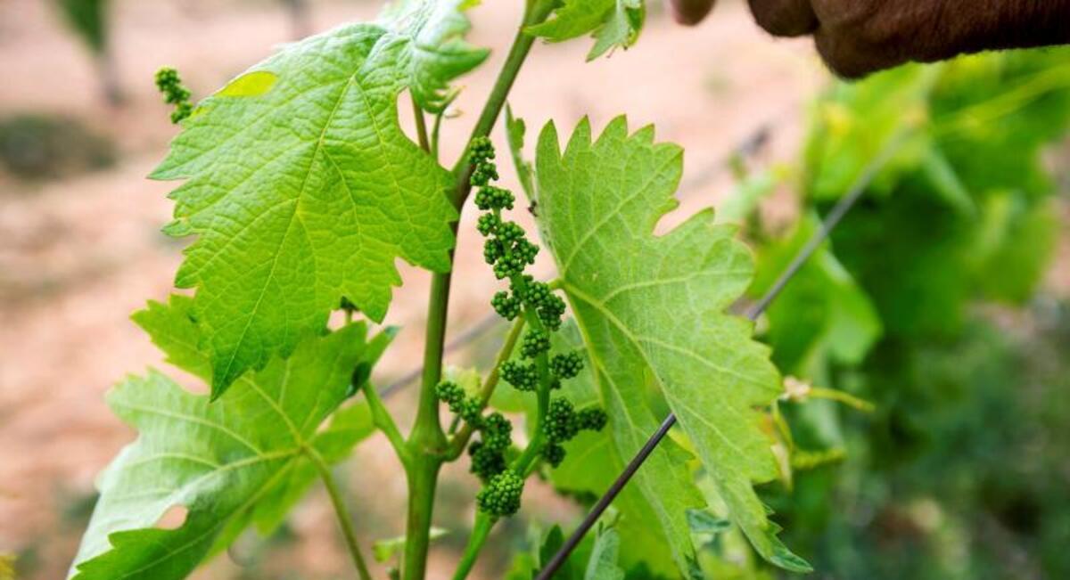 Profesionales vitivinícolas temen abundancia lluvias dispare enfermedad viñas