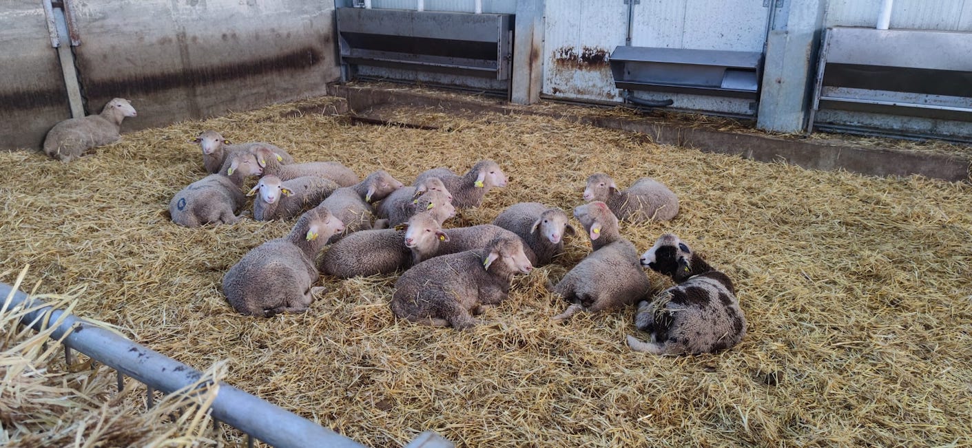 Un ensayo andaluz comprueba que el orujo de tomate fermentado mejora la salud de los corderos