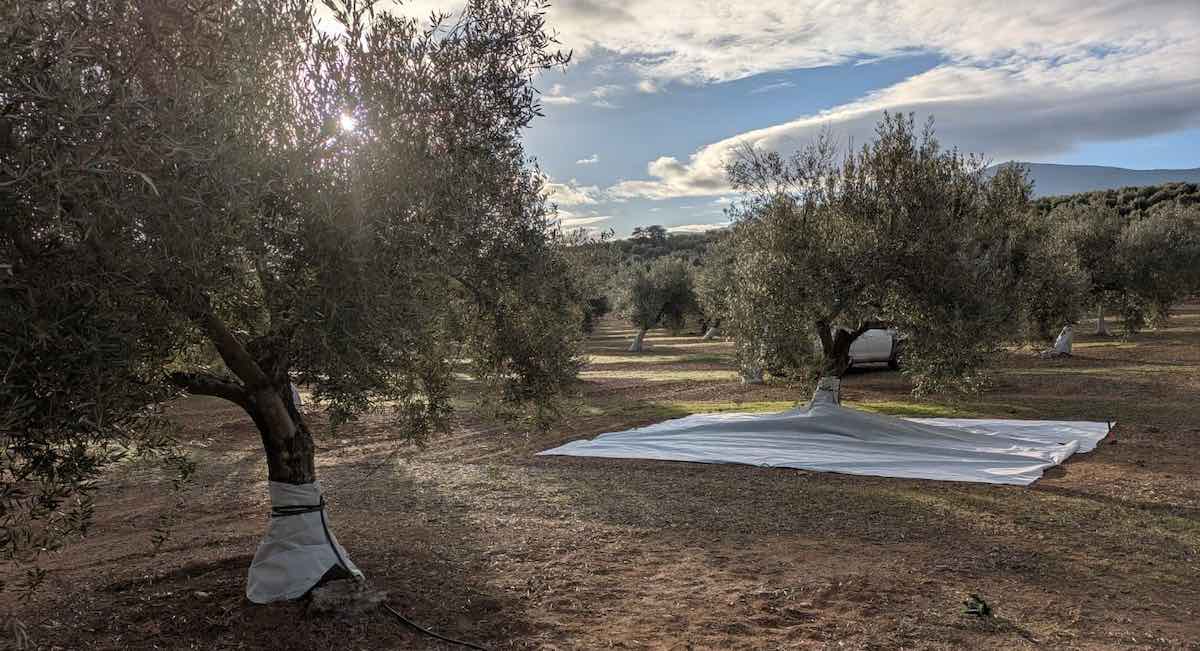 La nueva malla bicapa andaluza que retiene el agua en el olivar