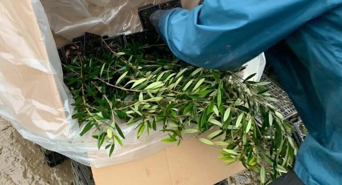 planta-continental-olivar