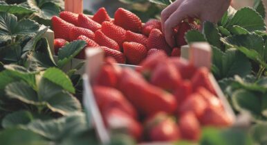 Los agricultores trabajan «a destajo» para que se normalice cuanto antes la comercialización de fresa