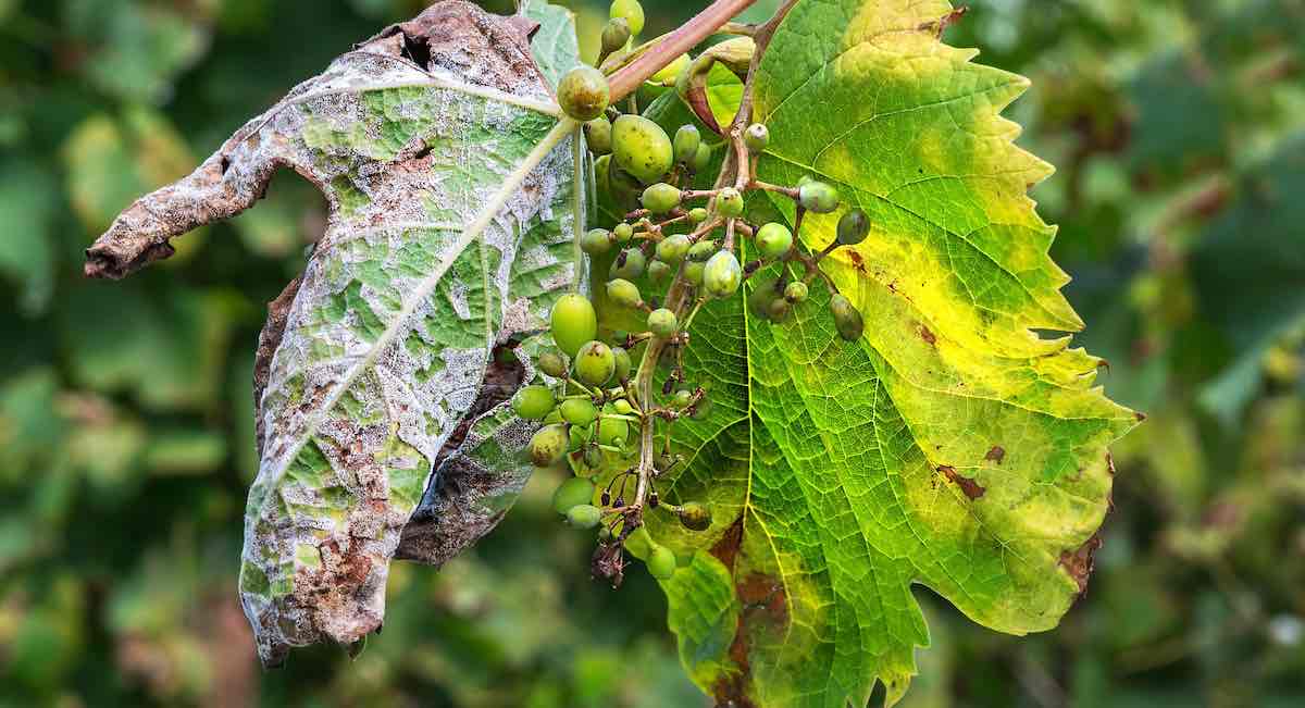 Se avecina una vendimia «desastrosa» en Andalucía: el mildiu, los aranceles y el consumo, los grandes retos