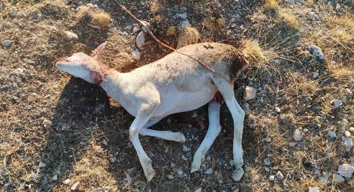 Ganaderos acusan al zorro de esquilmar los rebaños: «Atacan en grupo, el año pasado me mataron 90 ovejas»
