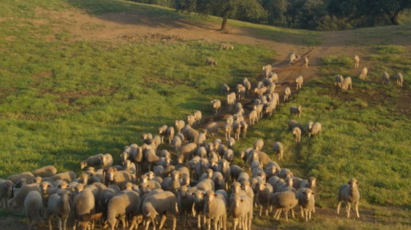 ovejas-recur-asev