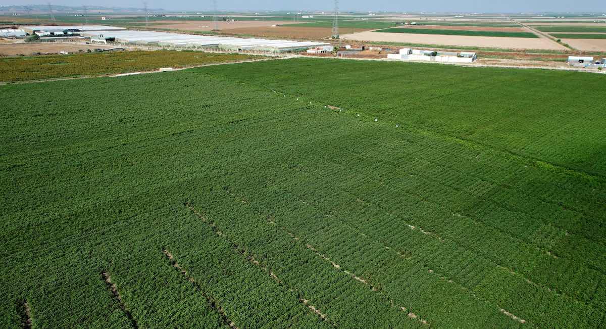 parcela-expoalgodon-recur