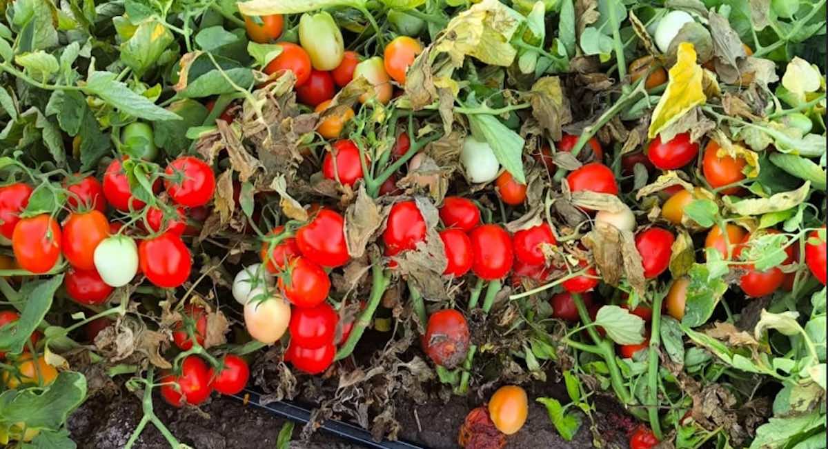 tomate-industria-coag