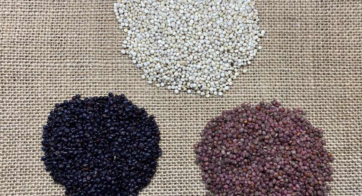 variedades-quinoa-and