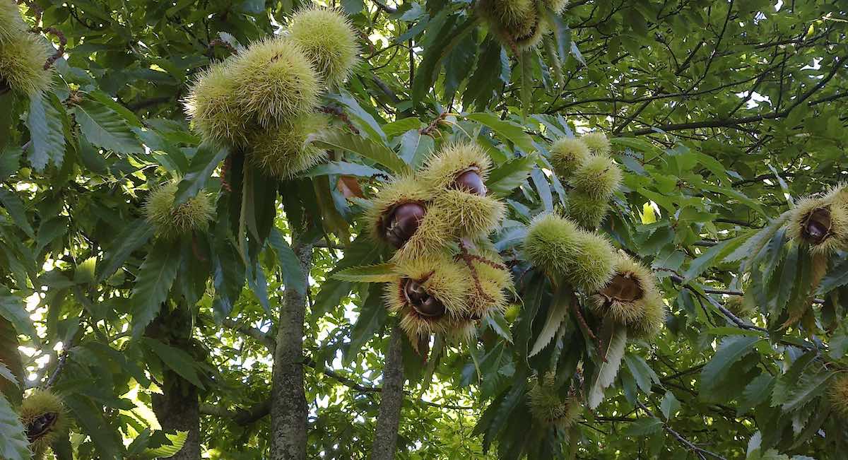 castanas-valle-genal